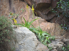 Bulbine latifolia
