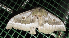 Gonimbrasia zambesina