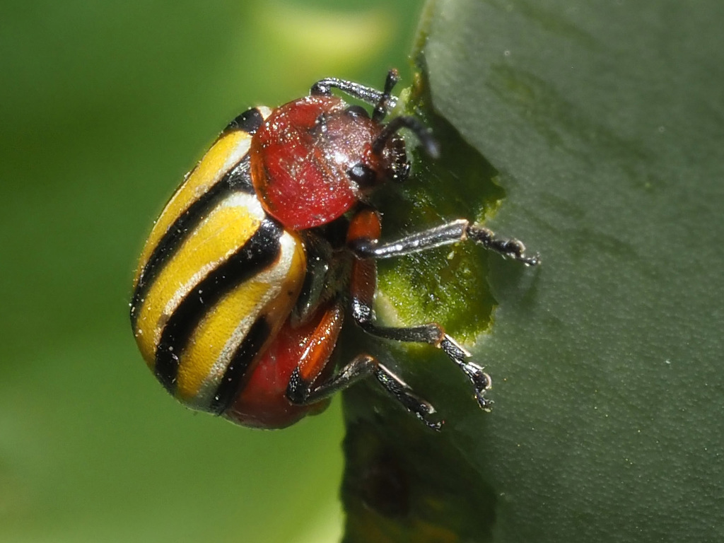 Trichocneorane lineata