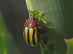 Trichocneorane lineata