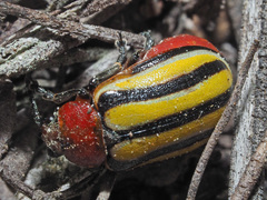 Trichocneorane lineata