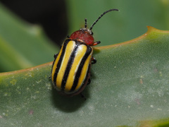 Trichocneorane lineata
