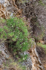 Dianthus juniperinus bauhinorum
