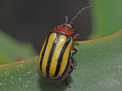 Trichocneorane lineata