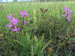 Calopogon multiflorus