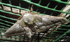 Gonimbrasia zambesina