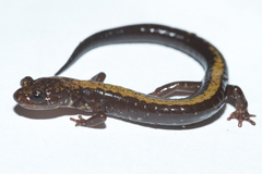 Plethodon shenandoah