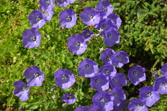 Campanula carpatica