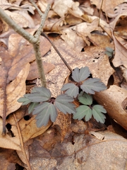 Cardamine angustata