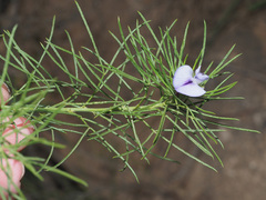 Psoralea kougaensis
