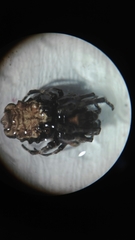 Wagneriana