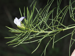 Psoralea kougaensis