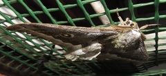 Gonimbrasia zambesina