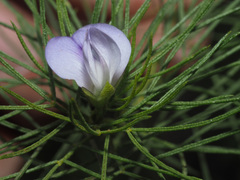 Psoralea kougaensis