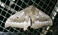 Gonimbrasia zambesina