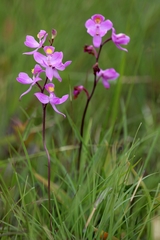 Calopogon multiflorus