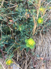 Euphorbia flavicoma