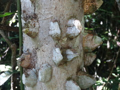 Zanthoxylum setulosum