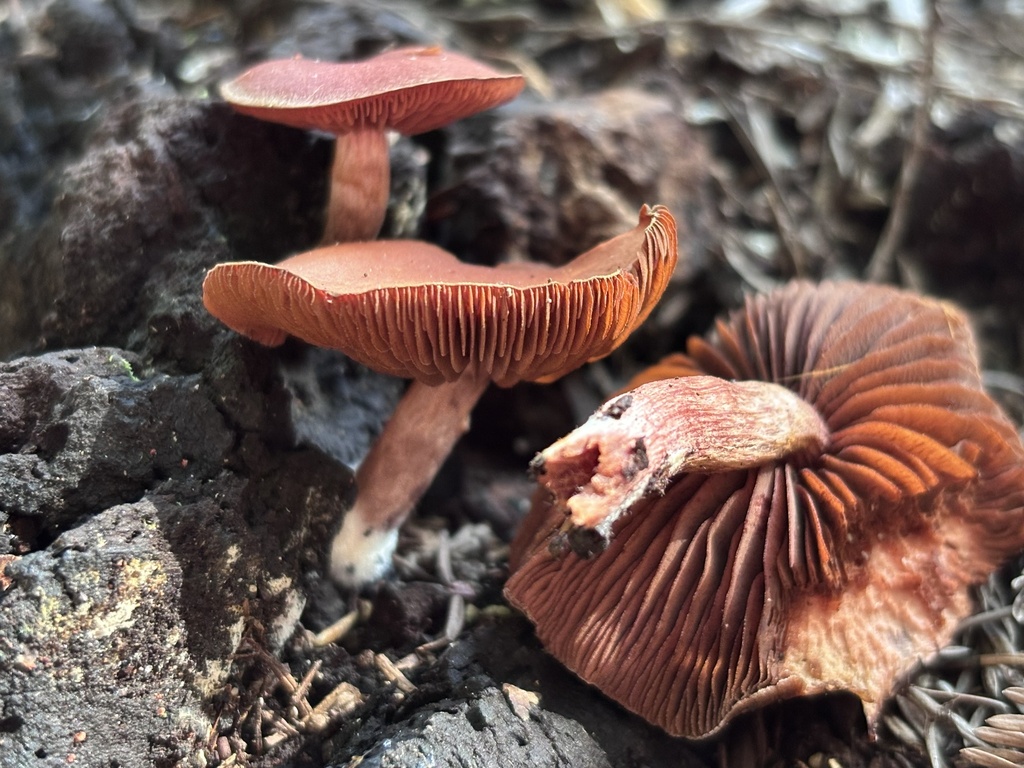 Tubaria punicea
