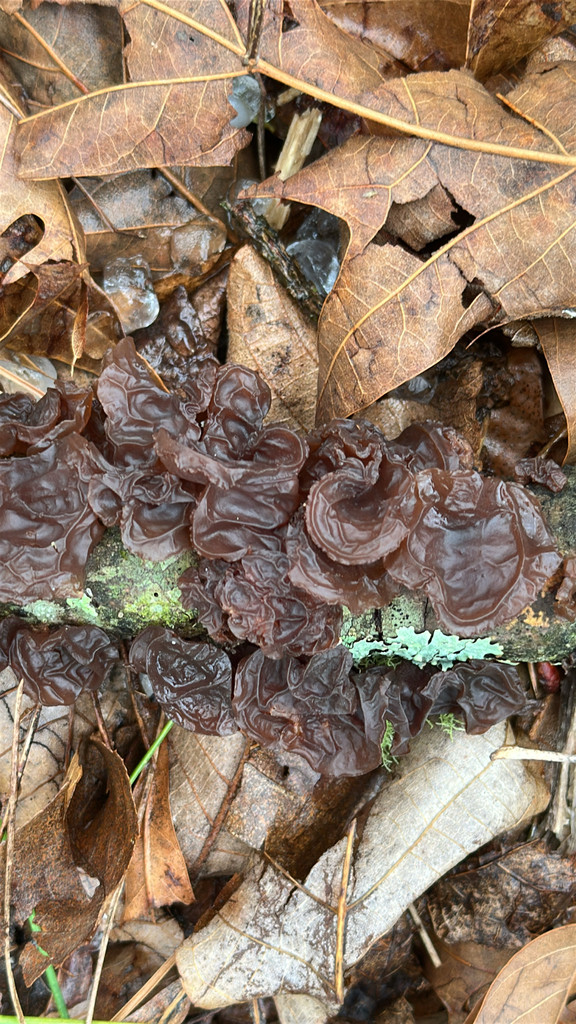 Exidia crenata · March 2026 · photo: © userpo (iNaturalist, cc-by)