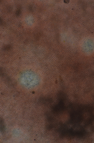 Image of Hildenbrandia rubra by no rights reserved