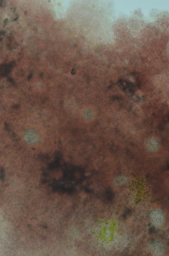Image of Hildenbrandia rubra by no rights reserved