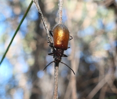 Metriolagria affinis