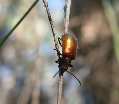 Metriolagria affinis