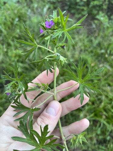Geranium dissectum iNat (2)