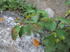 Gymnosporangium amelanchieris