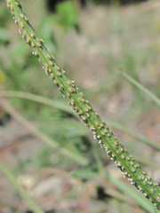 Puccinia scorzonerae