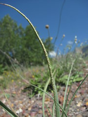 Puccinia scorzonerae