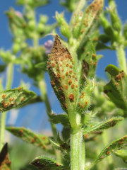 Puccinia menthae