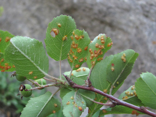 Gymnosporangium amelanchieris