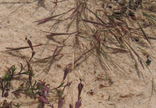 Agrostis stolonifera iNat (1)
