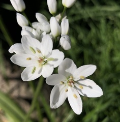 Allium neapolitanum