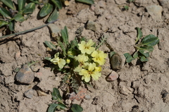 Chorispora macropoda