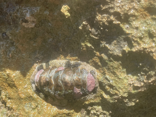 Acanthopleura granulata