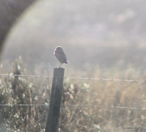 View observation of {o.common_name} on iNaturalist