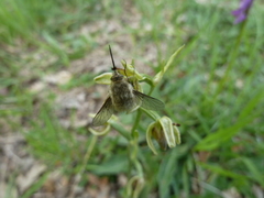 Bombylius minor