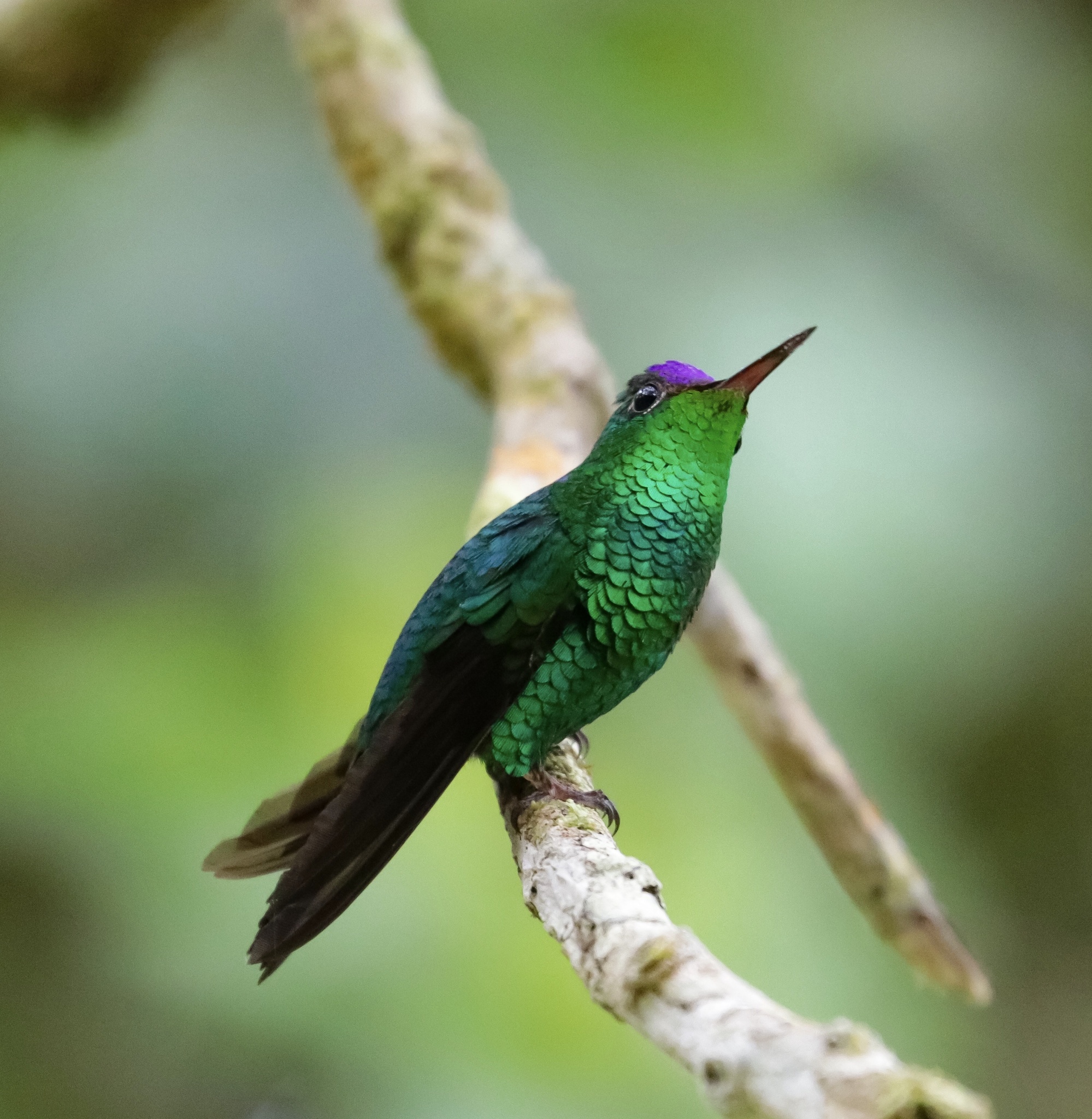 Violet-capped Hummingbird (Goldmania violiceps), photo 6