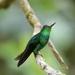 Violet-capped Hummingbird - Photo (c) Aitor, some rights reserved (CC BY), uploaded by Aitor