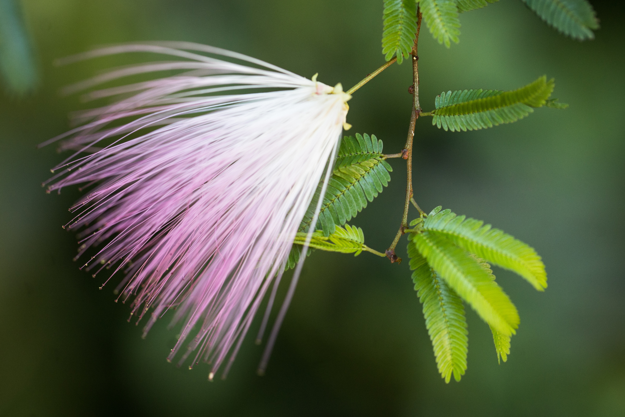 Pink Powderpuff (Calliandra selloi)