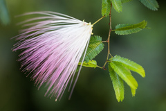 Pink Powderpuff (Calliandra selloi)