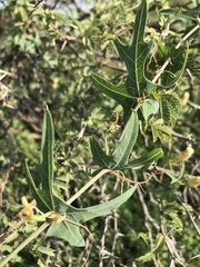 Coccinia sessilifolia sessilifolia