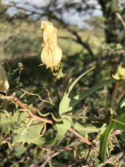Coccinia sessilifolia sessilifolia
