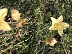 Coccinia sessilifolia sessilifolia