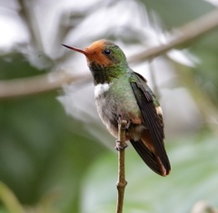Lophornis delattrei image