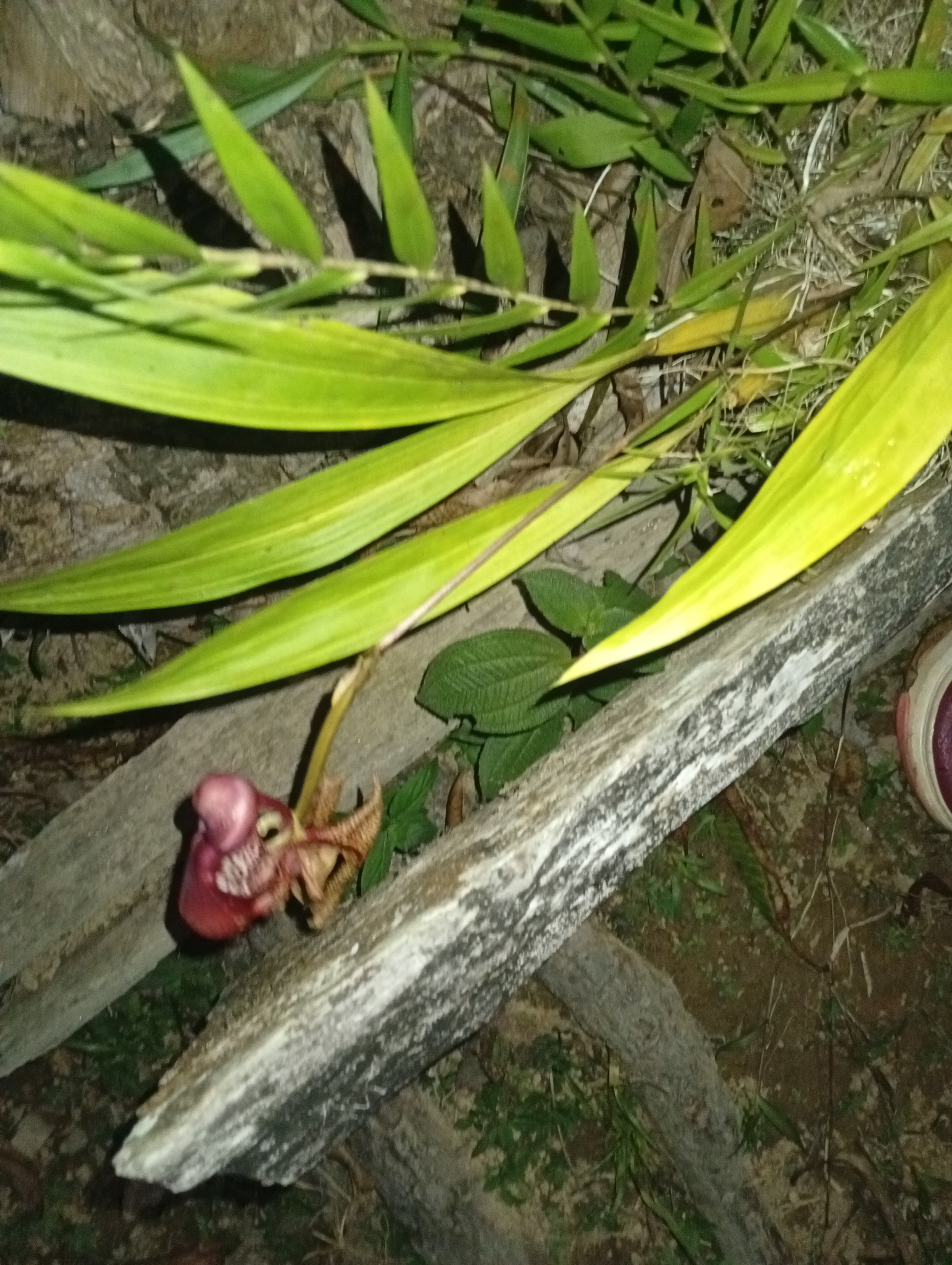 Coryanthes mastersiana Rolfe 3