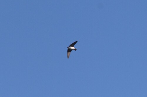 Violet-green Swallow (Tachycineta thalassina), photo 7